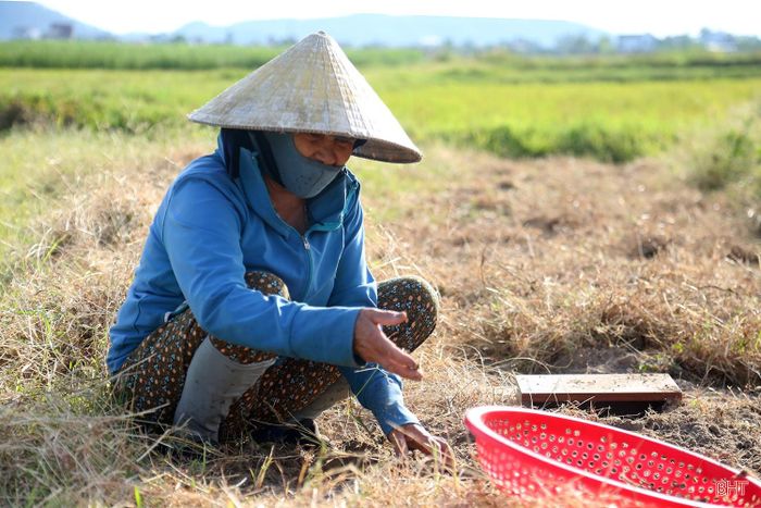 "Gia đình tôi trồng 1 sào, năng suất ước đạt 3 tạ. Với mức giá hiện nay sẽ cho thu nhập hơn 15 triệu đồng, trừ chi phí lãi gần 8 triệu đồng”- bà Hoàng Thị Dần (thôn Thuận Mỹ, xã Tiên Điền) cho hay.