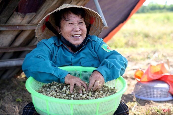 Khác với năm trước, thị trường tiêu thụ ảm đạm, nông dân “đỏ mắt” chờ thương lái thì năm nay đầu ra thuận lợi, giá hành tăm tăng gấp đôi nên bà con rất phấn khởi.