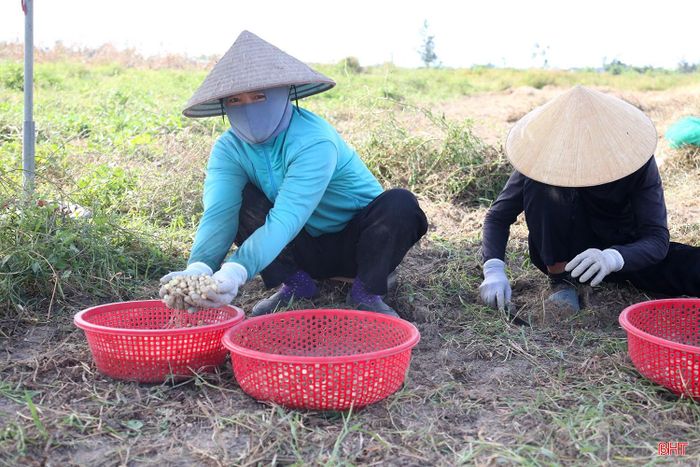 Đến thời điểm này, các xã đã thu hoạch được hơn 30% diện tích.