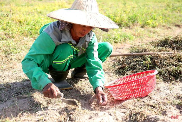 Ông Nguyễn Thành Chung (thôn Hồng Tiến, xã Nghi Xuân) cho biết: "Dù nắng nóng vất vả nhưng hành tăm đang có giá 45 – 50 nghìn đồng/kg nên bà con chịu khó "đội nắng" bám đồng thu hoạch."