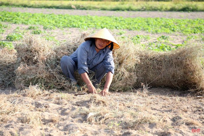Những năm gần đây, ngoài cây lạc thì hành tăm đã trở thành sản phẩm hàng hóa chủ lực của các xã Nghi Xuân, Tiên Điền. Sau khi thu hoạch đều được thương lái trực tiếp đến thu mua rồi đưa vào các tỉnh phía Nam hoặc xuất khẩu sang Trung Quốc.