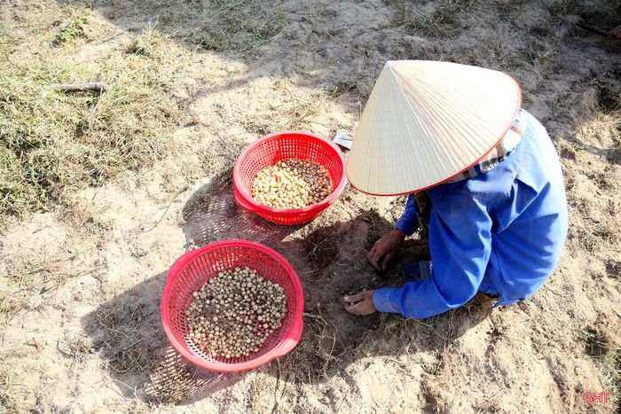 Việc thu hoạch tốn nhiều thời gian, đòi hỏi sự kiên nhẫn, chịu khó.