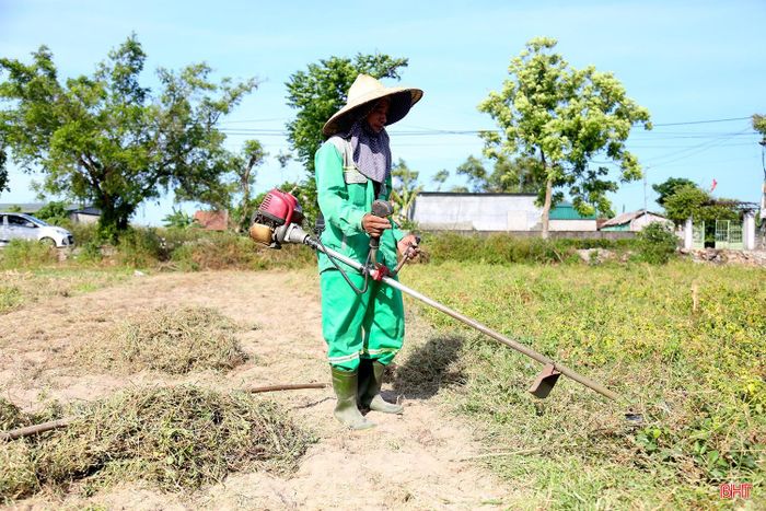Theo người dân, hành tăm được xuống giống từ đầu năm, sau tầm 6 tháng sinh trưởng, bà con bắt đầu thu hoạch.