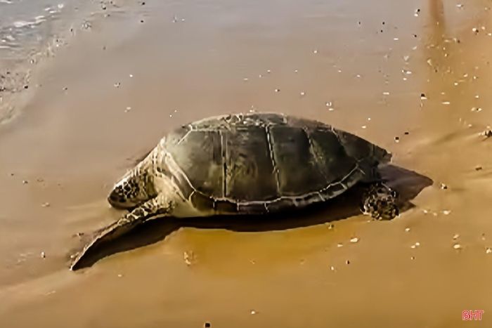 Cá thể rùa biển nặng khoảng 40 kg.