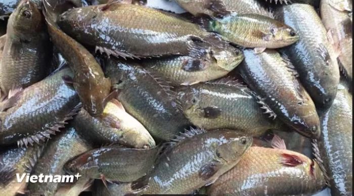 Cá rô đồng-nguyên liệu chính của món canh cá. (Ảnh: PT/Vietnam+)