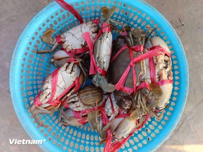 (Nguồn: Vietnam+)