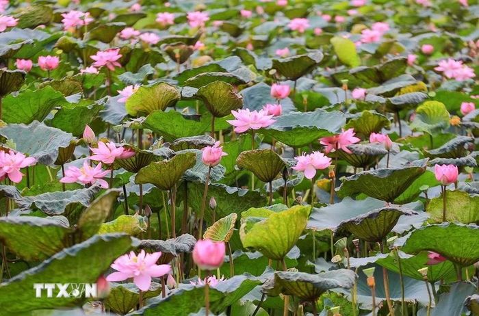 Sen Bách Diệp Hồ Tây từ lâu đã là một giống sen quý bởi bông lớn, khi nở to như hai bàn tay, có trăm cánh, xếp lớp bao bọc lấy nhụy, đài và gạo sen, giữ cho sen một mùi thơm thuần khiết, ngát đượm. Mùa sen ở Hồ Tây bắt đầu từ tháng 5, tháng 6 hàng năm là mùa duy nhất để các nghệ nhân Quảng An, hái sen về ướp trà. (Ảnh: Khánh Hòa/TTXVN)