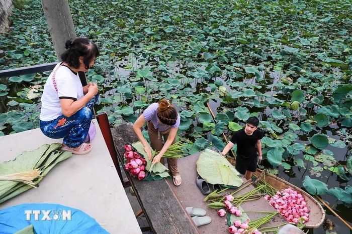 Hoa sen Bách Diệp để ướp trà phải được hái vào khoảng thời gian từ 4 - 5h sáng khi chưa có ánh nắng mặt trời, hoa còn ngậm đủ sương gió của đất trời, đúng độ hàm tiếu, hé miệng sáo, làn hương còn được phong kín bởi những cánh mỏng hồng tươi là thời điểm cho hương tốt nhất. (Ảnh: Khánh Hòa/TTXVN)