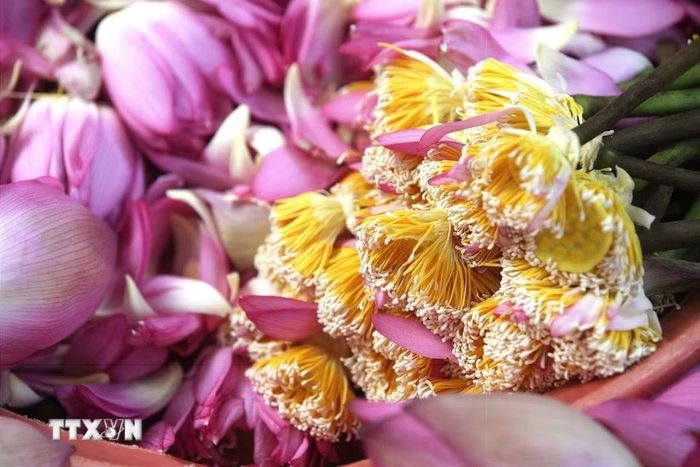 Gạo sen (hay còn gọi là gạo hoa sen) là bộ phận nằm trên bông hoa sen, phần có màu trắng, nhìn giống hạt gạo, nằm trên phần đầu của tua sen là nơi tập trung nhiều hương nhất của hoa sen, được ví như "túi thơm" của bông hoa sen. (Ảnh: Khánh Hòa/TTXVN)