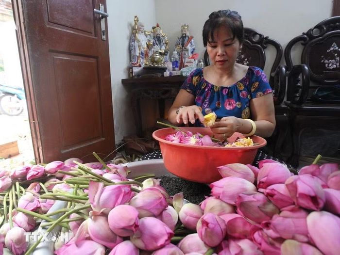 Công đoạn lấy gạo sen được coi là khó nhất trong các bước làm trà sen đòi hỏi người nghệ nhân phải nhanh tay, khéo léo để hạt gạo không nát, bay mất hương thơm, giảm chất lượng của sản phẩm. (Ảnh: Khánh Hòa/TTXVN)
