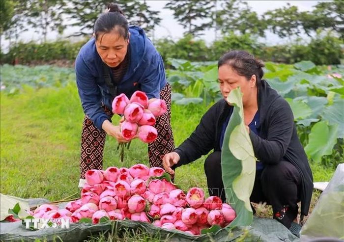 Tự tay lựa chọn cẩn thận từng bông sen Bách Diệp hàm tiếu đúng độ để đem về ướp trà. (Ảnh: Khánh Hòa/TTXVN)