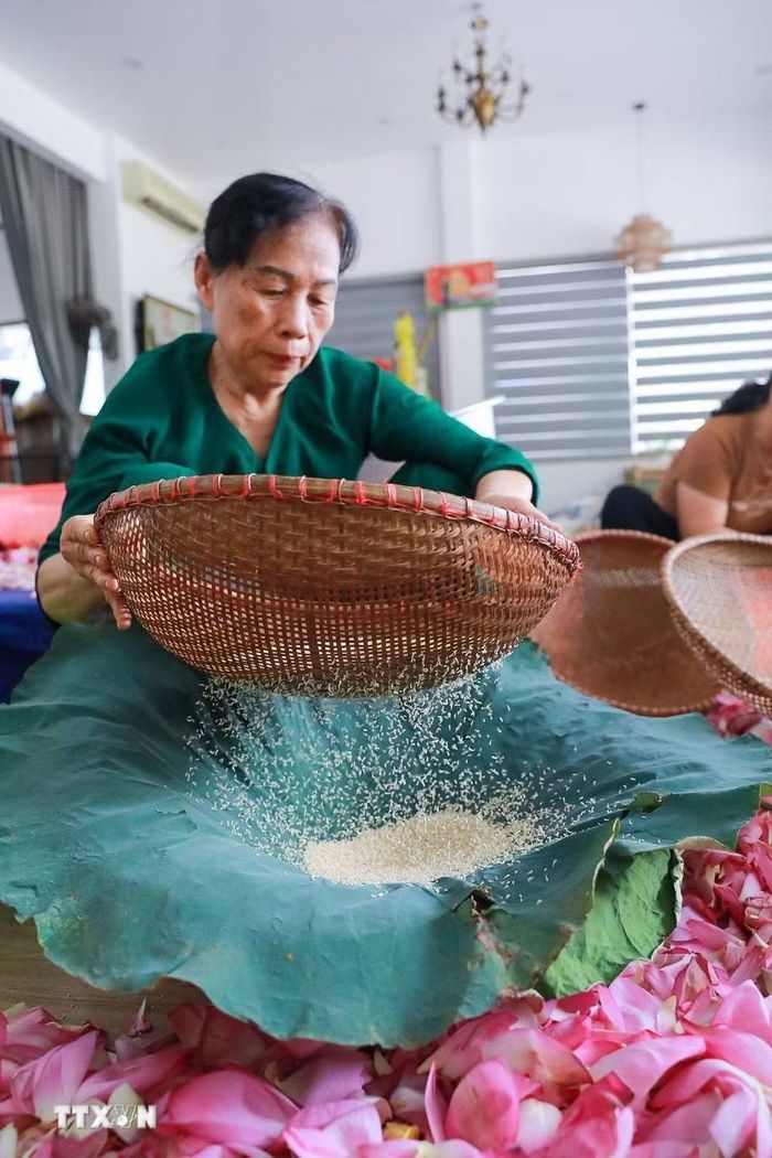Mỗi lạng gạo sen phải cần tới 100-120 bông sen. (Ảnh: Khánh Hòa/TTXVN)