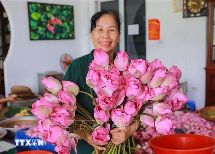 Những bông sen Bách Diệp mở hàm tiếu chuẩn bị cho quy trình ướp trà. (Ảnh: Khánh Hòa/TTXVN)