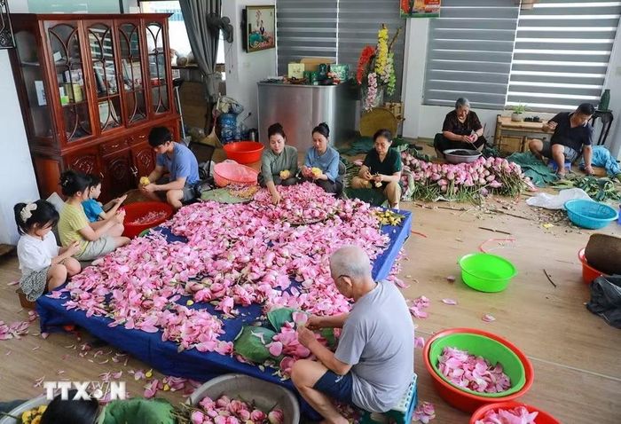 Gia đình nghệ nhân Ngô Văn Xiêm (phường Tây Hồ) thực hiện các công đoạn ướp trà sen. (Ảnh: Khánh Hòa/TTXVN)