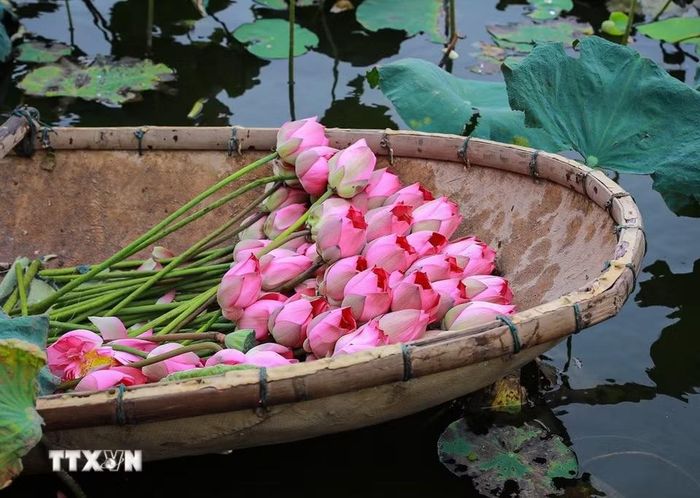 Sen vừa được hái lên khỏi hồ, sẽ được đem về thực hiện ngay các công đoạn ướp để hương của sen được đảm bảo tốt nhất. (Ảnh: Khánh Hòa/TTXVN)