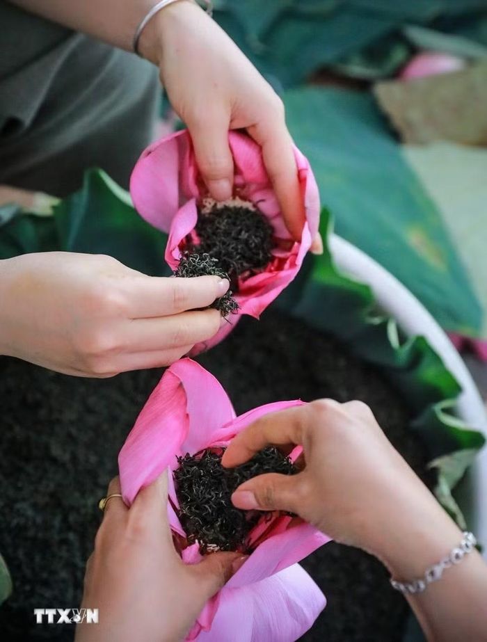 Trà sen bông tuy không cầu kỳ, tinh tế hương sen ngấm vào trà cũng không bằng trà ướp sen truyền thống nhưng cũng có nhiều ưu điểm về thời gian hoàn thành, cung cấp số lượng lớn cho thị trường, người thưởng trà vẫn cảm nhận được vị thơm đặc trưng của sen Bách Diệp Hồ Tây. (Ảnh: Khánh Hòa/TTXVN)
