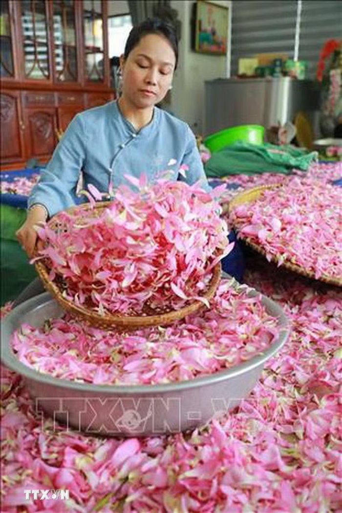 Cánh sen sau khi được tách cũng được sàng kĩ càng để chắt lọc những hạt gạo sen còn sót lại. (Ảnh: Khánh Hòa/TTXVN)