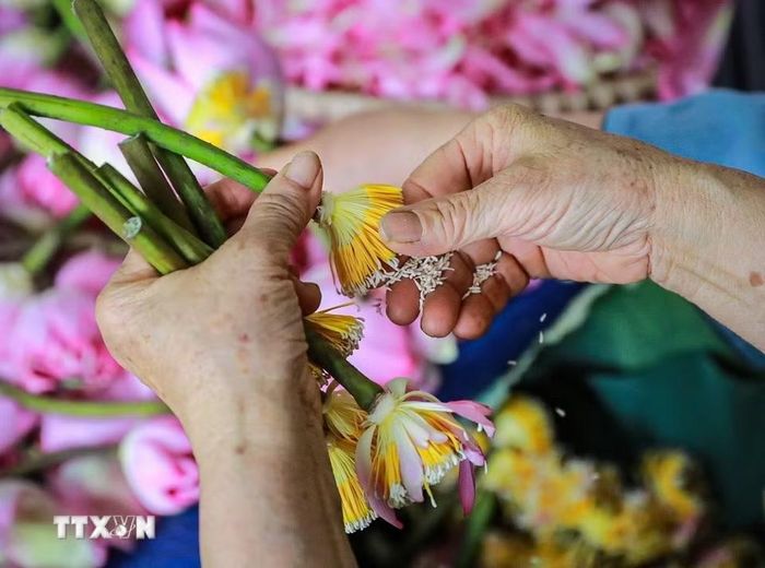 Công đoạn lấy gạo sen được coi là khó nhất trong các bước làm trà sen đòi hỏi người nghệ nhân phải nhanh tay, khéo léo để hạt gạo không nát, bay mất hương thơm, giảm chất lượng của sản phẩm. (Ảnh: Khánh Hòa/TTXVN)