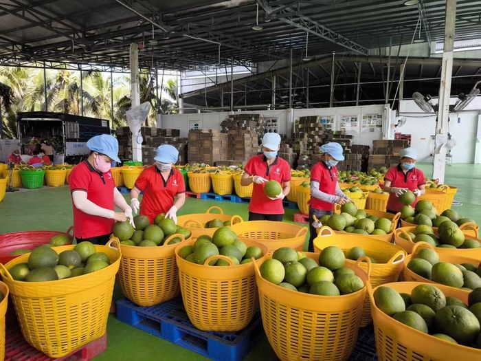 Chế biến bưởi xuất khẩu tại nhà máy đóng gói Kim Thanh (xã Giao Long, tỉnh Vĩnh Long). (Ảnh: Huỳnh Phúc Hậu/TTXVN)