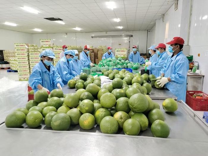Chế biến bưởi xuất khẩu tại nhà máy đóng gói Kim Thanh (xã Giao Long, tỉnh Vĩnh Long). (Ảnh: Huỳnh Phúc Hậu/TTXVN)