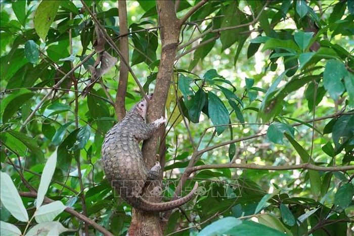 Lực lượng chức năng tiến hành thả các cá thể động vật quý hiếm về rừng. Ảnh: TTXVN phát