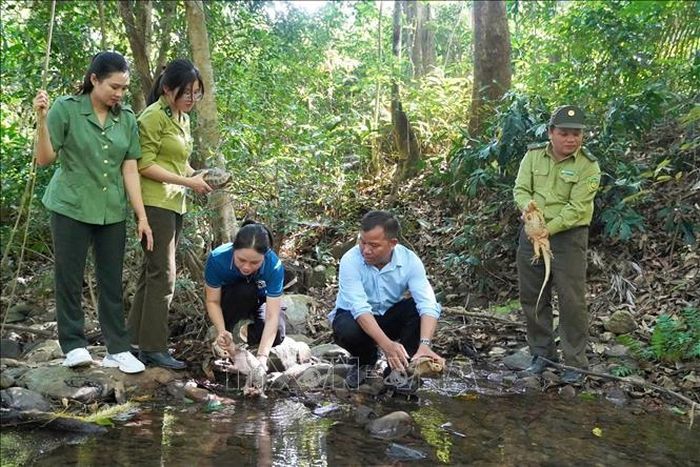 Lực lượng chức năng tiến hành thả các cá thể động vật quý hiếm về rừng. Ảnh: TTXVN phát
