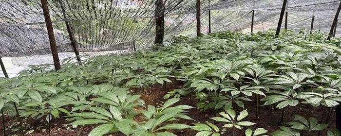 Sâm Việt Nam trồng tại Bắc Hà.