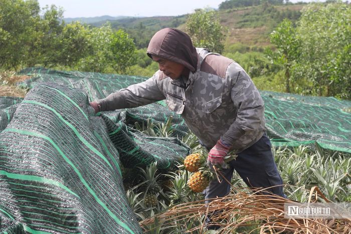 Dứa trồng trên đất đồi ở đây có độ ngọt và hương thơm rất đặc trưng.