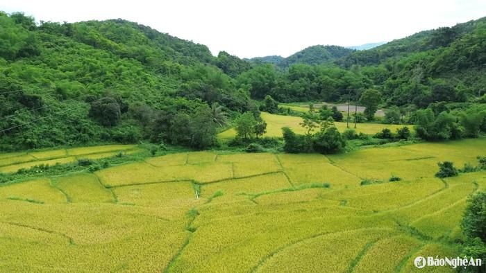 Tiếng gió trên cánh đồng mênh mông, tạo nên khung cảnh yên bình hiếm có. Ảnh: báo Nghệ An
