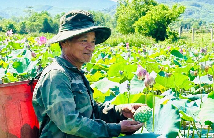Ông Trần Văn Chín thu hoạch sen tại cánh đồng Khe Cái, thôn Dùi Chiêng. Ảnh: MINH THÔNG