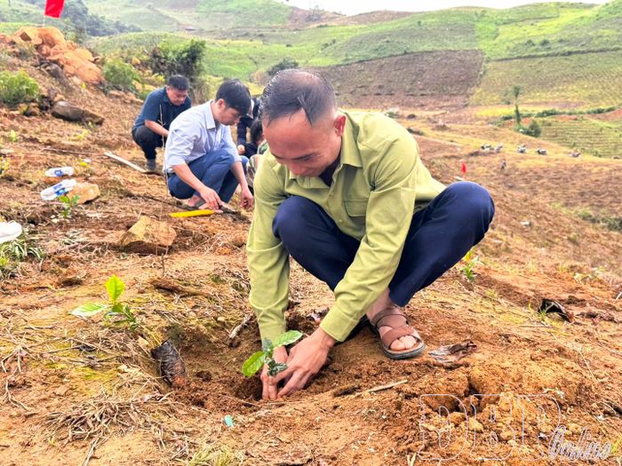  Người dân xã Chiềng Sinh trồng cà phê năm 2026.