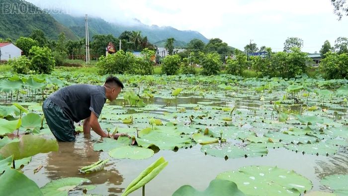 Anh Nguyễn Văn Huân theo dõi giai đoạn sinh trưởng, phát triển của diện tích sen mới trồng.