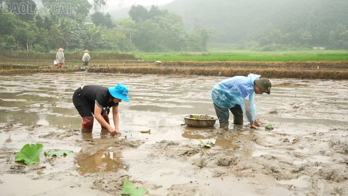 Thay vì chuyển giao kỹ thuật theo lối truyền thống, các nhà khoa học cùng xuống đồng ruộng với nông dân, cùng đo đếm, cùng ghi chép, cùng theo dõi từng giai đoạn phát triển của cây trồng.