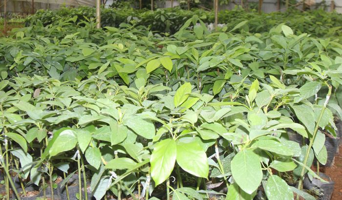 Giá bơ thấp kéo theo việc bán giống bơ 043 gặp khó khăn do người trồng đang manh nha chặt bỏ