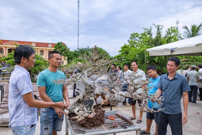 Tư vấn phương án uốn phôi tại Trung tâm Triển lãm và giao lưu các sản phẩm cây cảnh nghệ thuật xã Hải Tiến.
