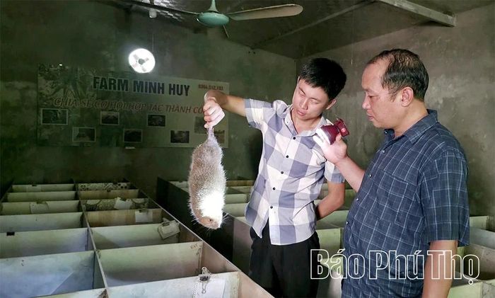 Mô hình nuôi dúi đang mở ra hướng đi mới trong phát triển kinh tế hộ gia đình tại xã Lai Đồng.