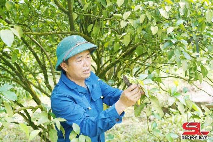 Nông dân xã Mường Cơi chăm sóc cây ăn quả.