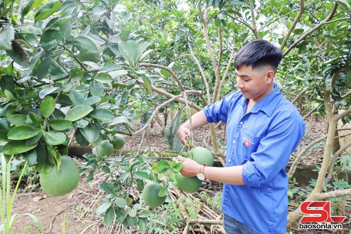 Mô hình trồng cây ăn quả của đoàn viên xã Mường Bú.