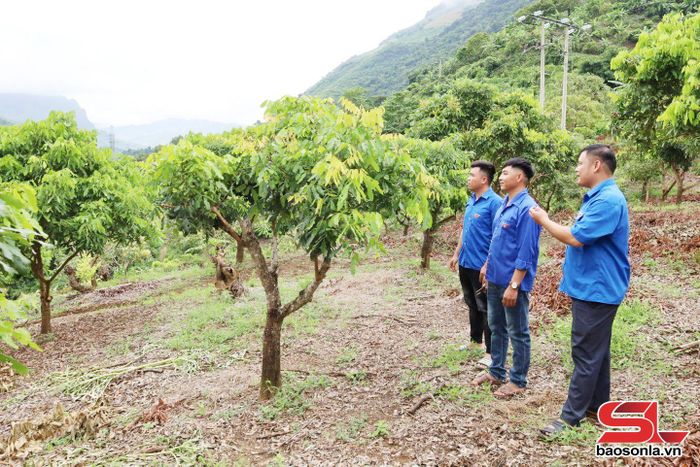 Đoàn viên, thanh niên xã Mường Bú trao đổi kinh nghiệm trồng cây ăn quả.
