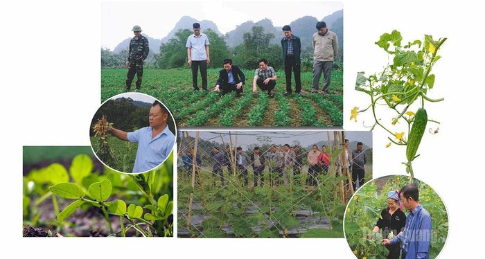 Mô hình trồng dưa chuột và lạc hoa được đưa vào canh tác trên đồng đất Xuân Giang.