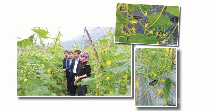 Lãnh đạo xã Xuân Giang thăm mô hình trồng dưa chuột tại thôn Chì.