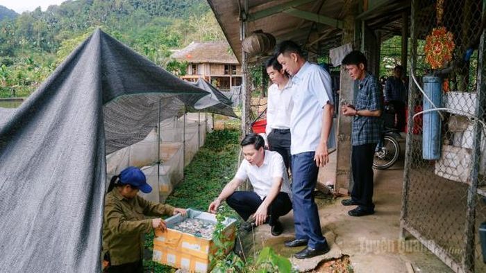 Mô hình nuôi ốc nhồi đen được kỳ vọng mở ra hướng phát triển kinh tế cho người dân thôn Trung, xã Xuân Giang.