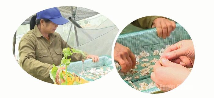 Hộ nuôi ốc nhồi đen chủ động nguồn giống, mở rộng quy mô sản xuất.