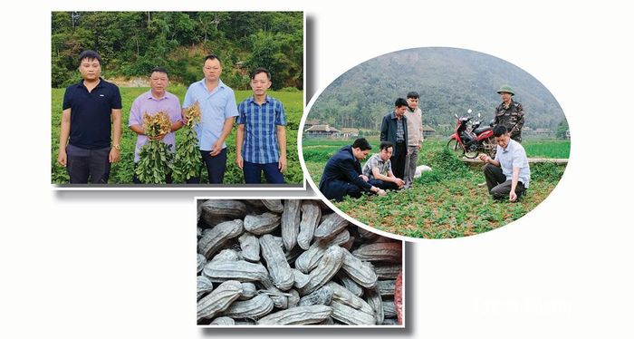 Cây trồng lạc hoa là giống cây ngắn ngày, cho giá trị kinh tế cao hơn so với những loại lạc truyền thống.