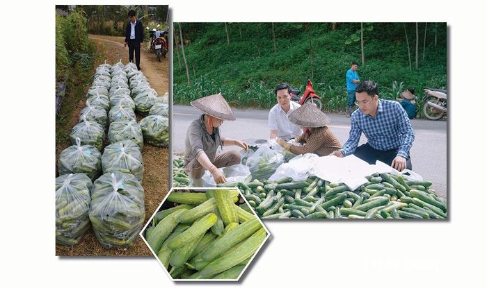 Cây dưa chuột rất ưa với điều kiện khí hậu, thổ nhưỡng của vùng và tạo được mối liên kết vững chắc trong tiêu thụ sản phẩm.