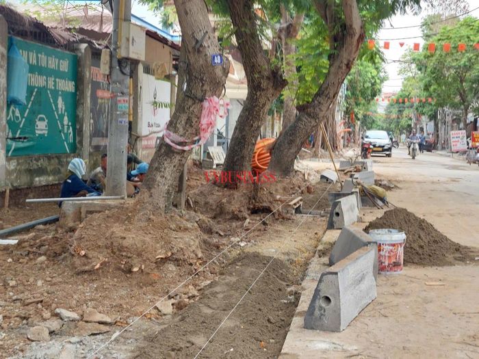 Đào vỉa hè nhưng cây chưa được chằng chống lại tiềm ẩn nguy cơ mất an toàn (ảnh chụp cuối giờ sáng 22/06).