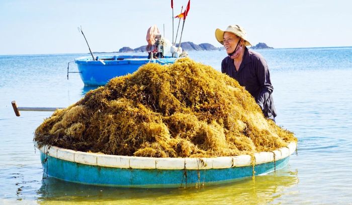 Việc khai thác có trách nhiệm, gắn với bảo tồn nguồn lợi tự nhiên sẽ giúp bảo vệ môi trường biển