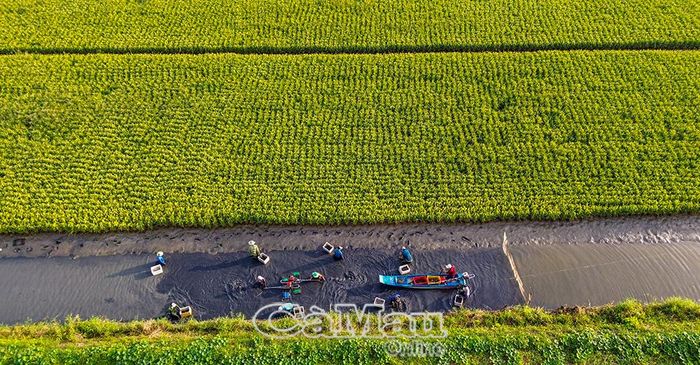 Mô hình tôm - lúa bền vững, hứa hẹn là động lực quan trọng để Thới Bình vươn mình trong tương lai.