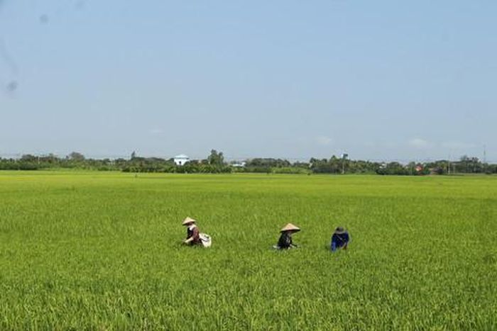 Nhờ có nước ngọt, nông dân tổ chức sản xuất từ 1 vụ lên 2 vụ rồi 3 vụ/năm