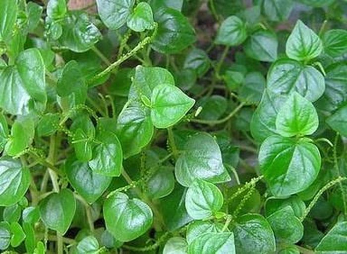 Rau càng cua có chu kỳ sinh trưởng ngắn, ít sâu bệnh